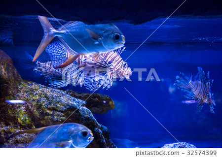 Tropical fish with corals and algae in blue water Tropical fish with corals and algae in blue water 32574399