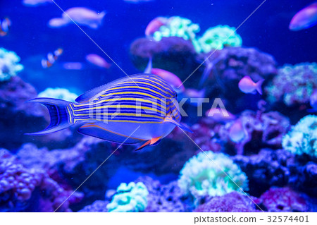 Tropical fish with corals and algae in blue water Tropical fish with corals and algae in blue water 32574401