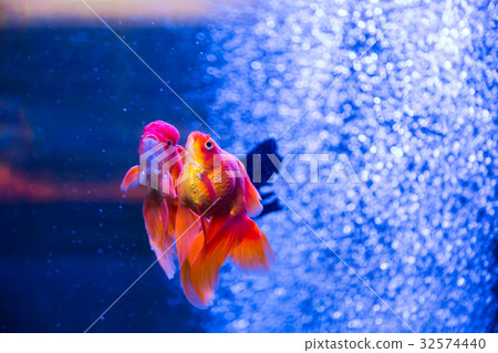 Tropical and aquarium goldfish in blue water Tropical and aquarium goldfish in blue water 32574440