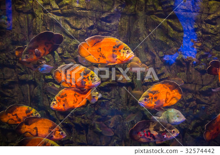 Tropical fish with corals and algae in blue water. Tropical fish with corals and algae in blue water. 32574442