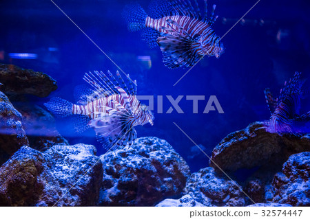 Tropical fish Lion fish, corals. underwater world Tropical fish Lion fish, corals. underwater world 32574447