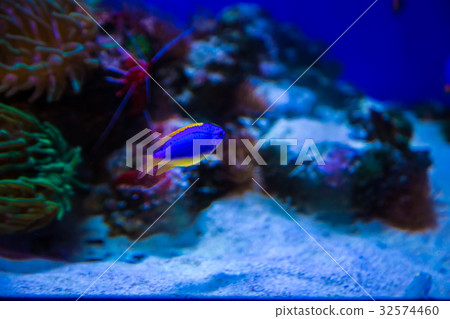 Tropical fish with corals and algae in blue water 32574460