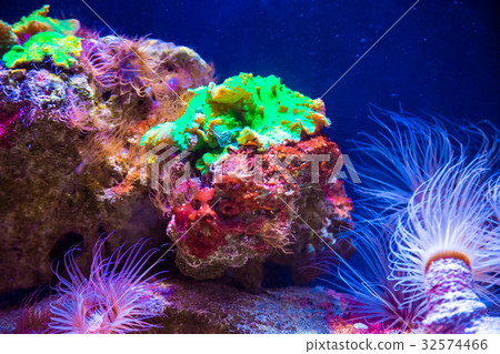 Beautiful live corals on the seabed. Excellent Beautiful live corals on the seabed. Excellent 32574466