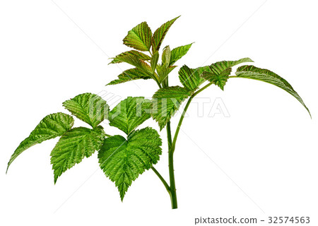 one rasberry branch with leaves isolated on white 32574563