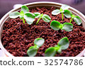 Sunflower cotyledon 2 32574786