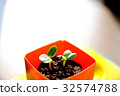 Sunflower cotyledon 5 32574788