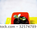 Sunflower cotyledon 6 32574789