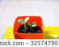 Sunflower cotton 7 32574790