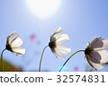 Cosmos 10 32574831