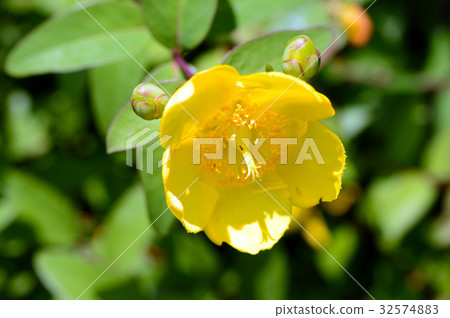 70046 quintessence 32574883