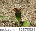 Lycaena phlaeas 32575524