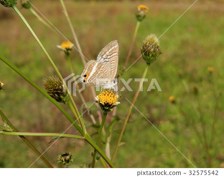 Uranakimi Uranakimi 32575542