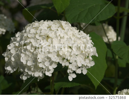 Hydrangea (Annabel) 32575868