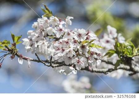 Yoshino Sakura 32576108