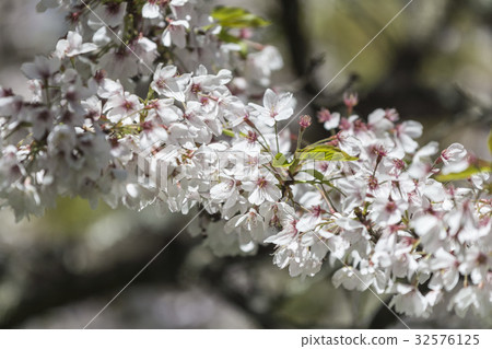 Yoshino Sakura 32576125
