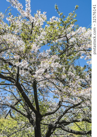 吉野櫻 吉野櫻 32576141