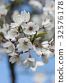 Yoshino Sakura 32576178