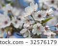 Yoshino Sakura 32576179