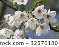Yoshino Sakura 32576180