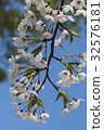 Yoshino Sakura 32576181