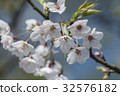 Yoshino Sakura 32576182