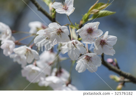Yoshino Sakura 32576182