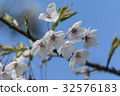 Yoshino Sakura 32576183