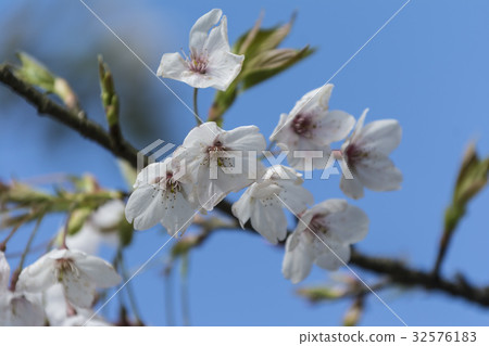 Yoshino Sakura 32576183