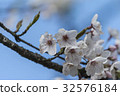 Yoshino Sakura 32576184