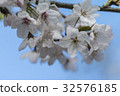 Yoshino Sakura 32576185