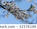 Yoshino Sakura 32576186