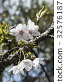 Yoshino Sakura 32576187