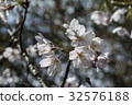 Yoshino Sakura 32576188