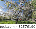 Yoshino Sakura 32576190