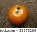 Larvae of the Otah Bakkoga that peeps face down from mini tomatoes 32576296