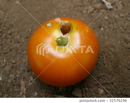Larvae of the Otah Bakkoga that peeps face down from mini tomatoes 32576296