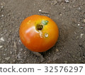 Caterpillar larvae eating in mini tomatoes 32576297