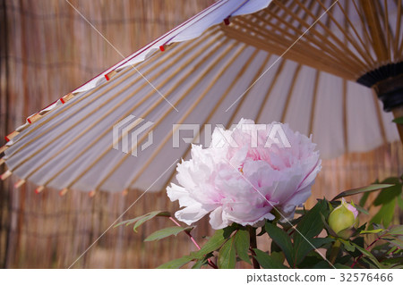 冬天牡丹 冬天牡丹 32576466