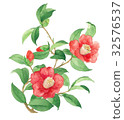 Camellia 18 32576537