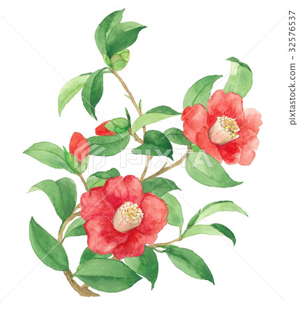 山茶花18 32576537