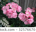 Rose of pink 32576670