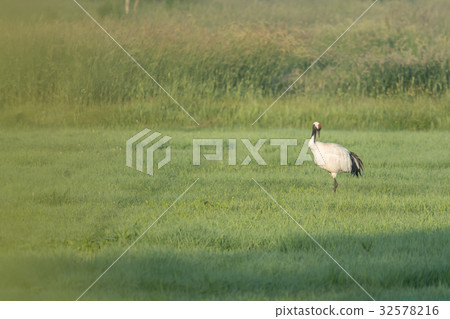 夏季野外起重機 32578216