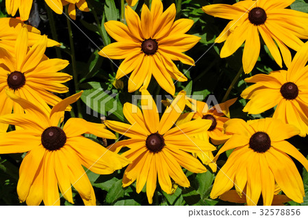 Rudbeckia hirta, commonly called Black Eyed Susan Rudbeckia hirta, commonly called Black Eyed Susan 32578856