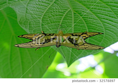 Mating pair of Machaon Butterflies, swallowtail 32578897
