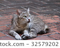 貓 32579202