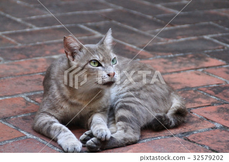貓 貓 32579202