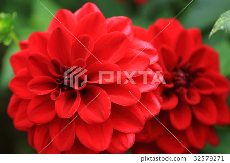 Dahlia 32579271