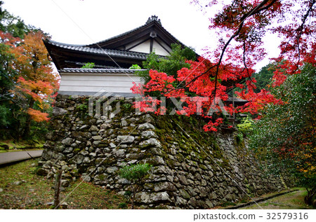 Sakamoto Hiyoshi Taisha Ana Stone pile and autumn leaves 32579316