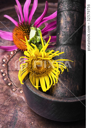Flowers of medicinal elecampane Flowers of medicinal elecampane 32579756