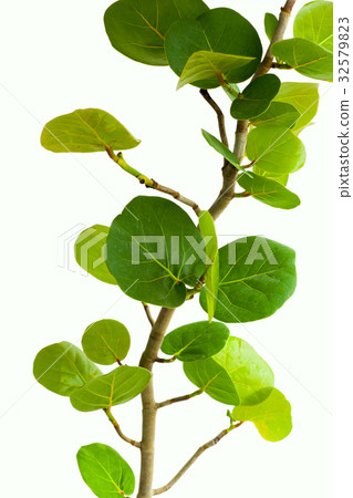 Sea grapes, plants, sea otters, plants, Coccoloba uvifera, plant, 32579823